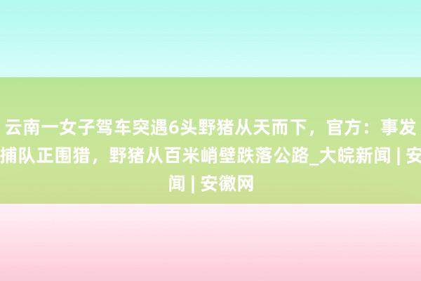 云南一女子驾车突遇6头野猪从天而下，官方：事发时猎捕队正围猎，野猪从百米峭壁跌落公路_大皖新闻 | 安徽网